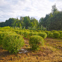 Коллеги из Беларуси в гостях в Подмосковном отделении!