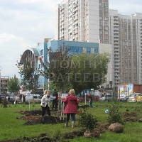 В Москве в день города посадили более 500 деревьев