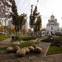 Липы крупнолистные Фастигиата перед посадкой в сквере у Троицкого храма.