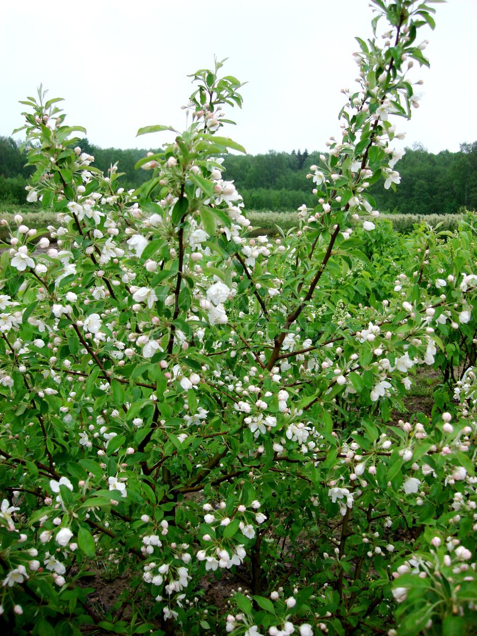 Яблоня Зибольда (торинго) – фото 1