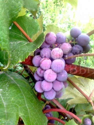 Виноград "Лидия" – фото 1