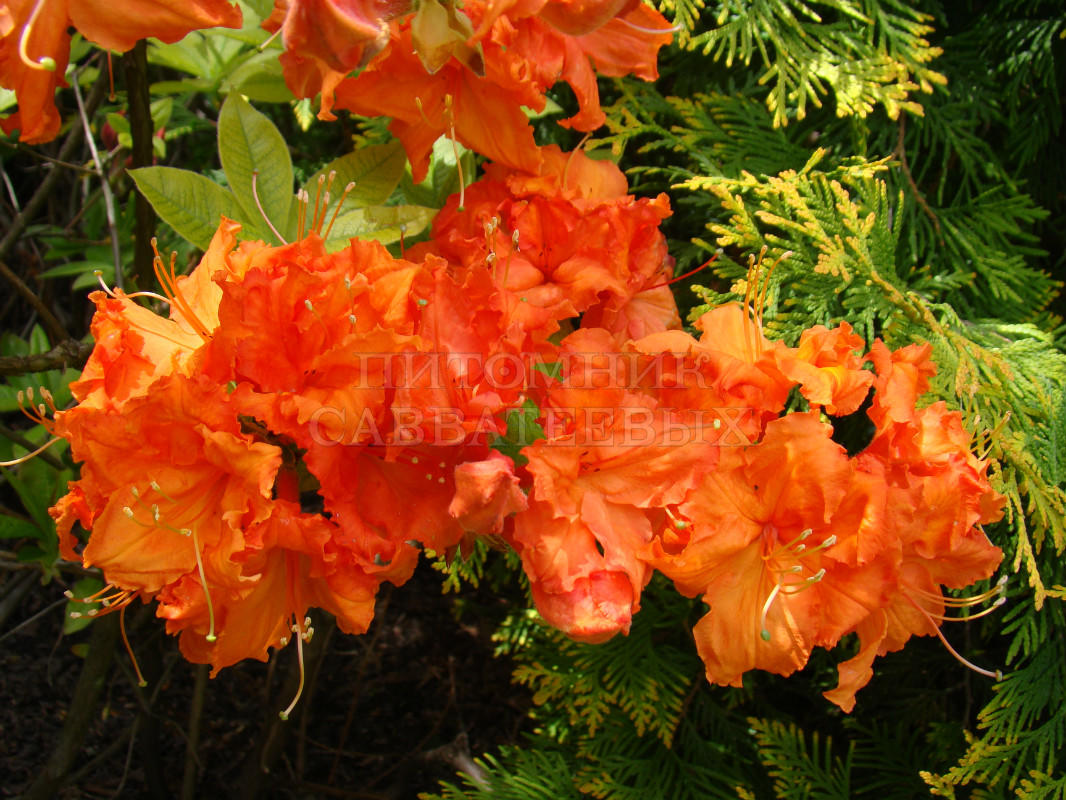 Рододендрон листопадный (Азалия крупноцветковая) "Гибралтар" – фото 4
