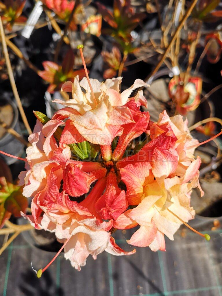 Рододендрон листопадный (Азалия крупноцветковая) "Кеннонс Дабл" – фото 1