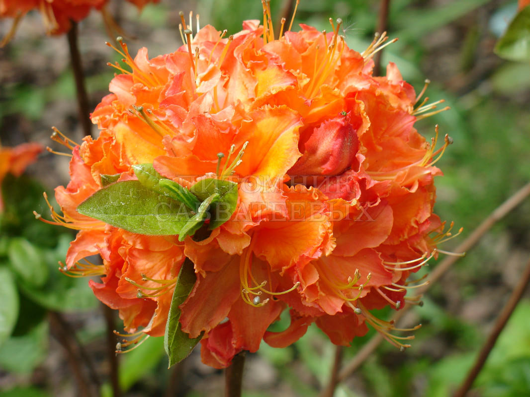 Рододендрон листопадный (Азалия крупноцветковая) "Мандарин Лайтс" – фото 1
