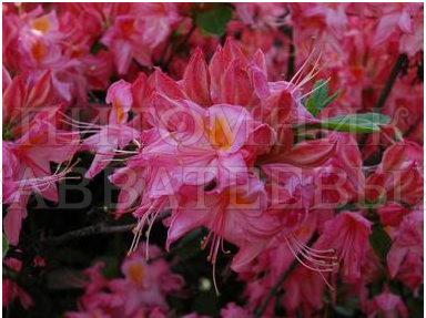 Рододендрон листопадный (Азалия крупноцветковая) "Фанни" – фото 1