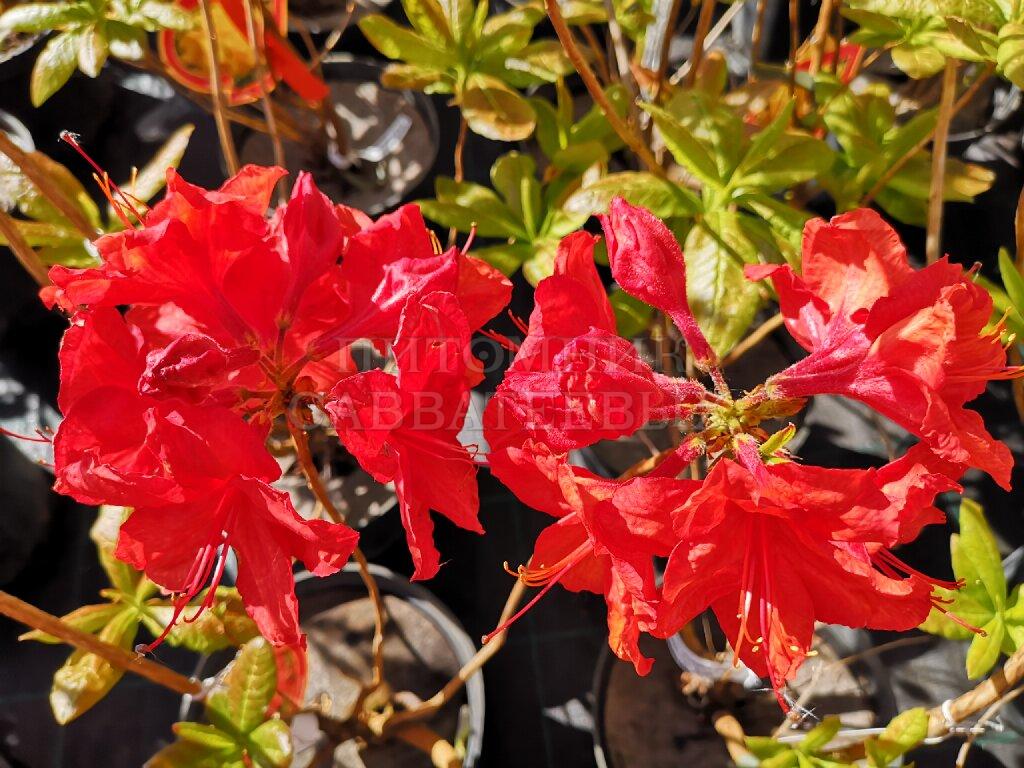 Рододендрон листопадный (Азалия крупноцветковая) "Фейерверк" – фото 1