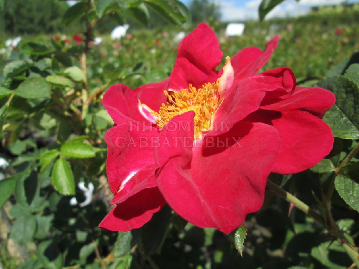 Роза ругоза "Ред Ругостар" – фото 1