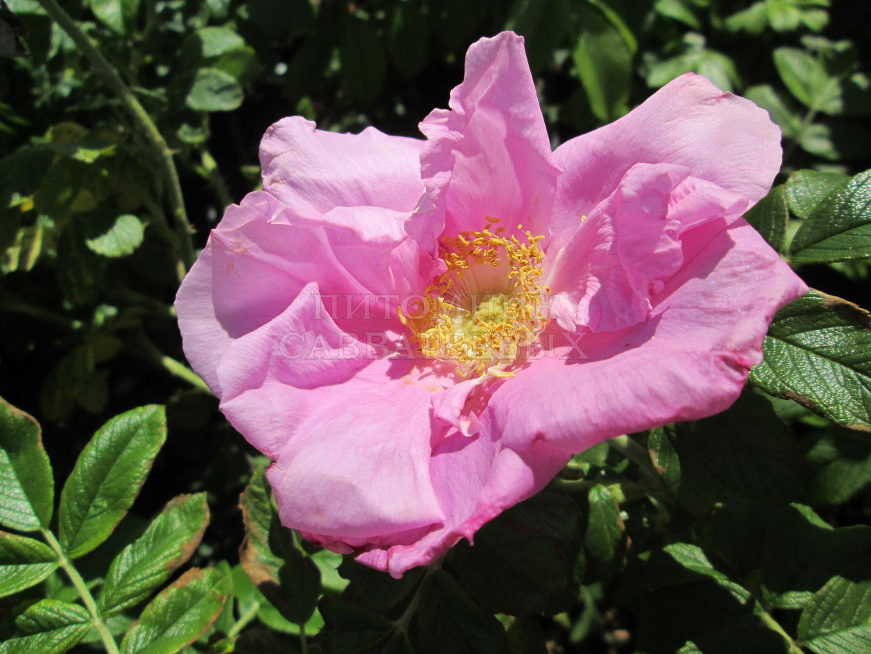 Роза ругоза "Цверг" – фото 1