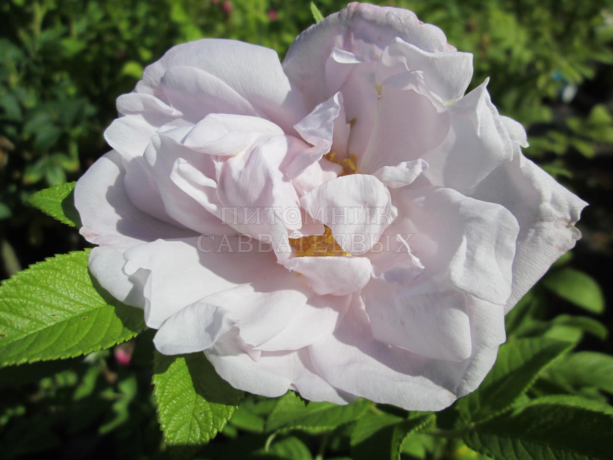Роза ругоза "Шнеекоппе" – фото 10