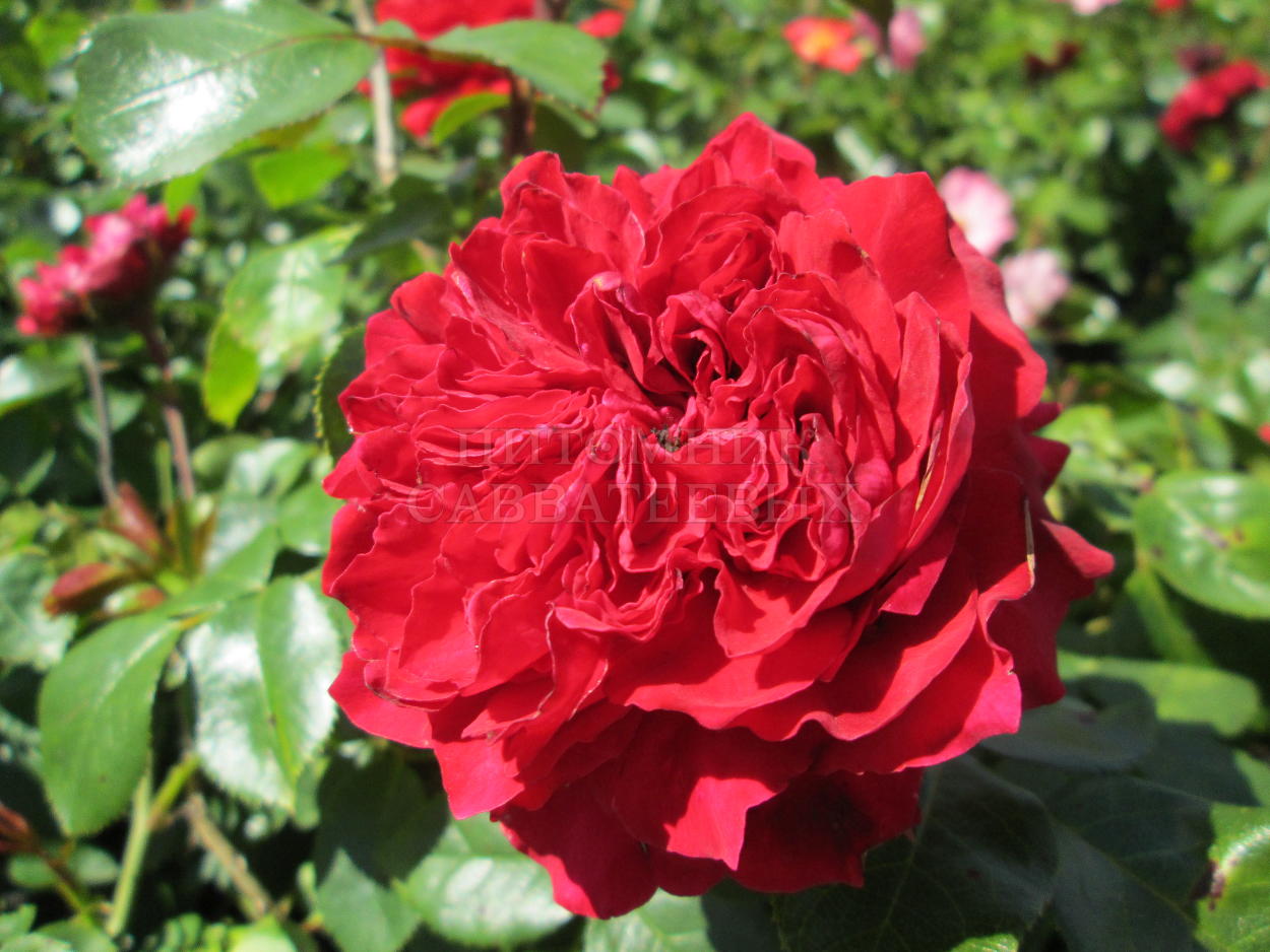 Роза "Ред Леонардо да Винчи" – фото 1