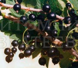 Смородина черная "Деликатес" – фото 1
