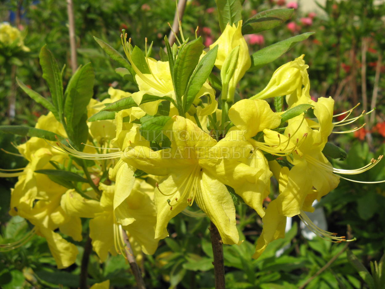 Рододендрон листопадный (Азалия крупноцветковая) "Аннек" – фото 1
