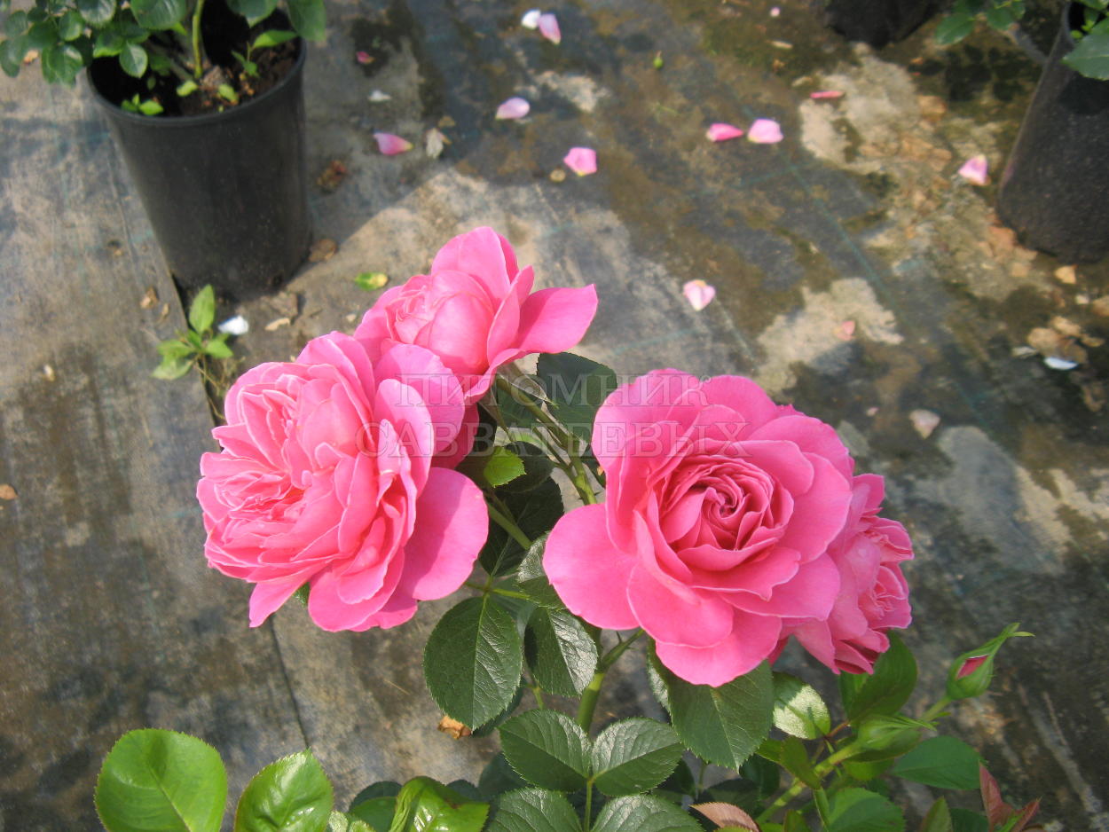 Роза "Гемма" – фото 2