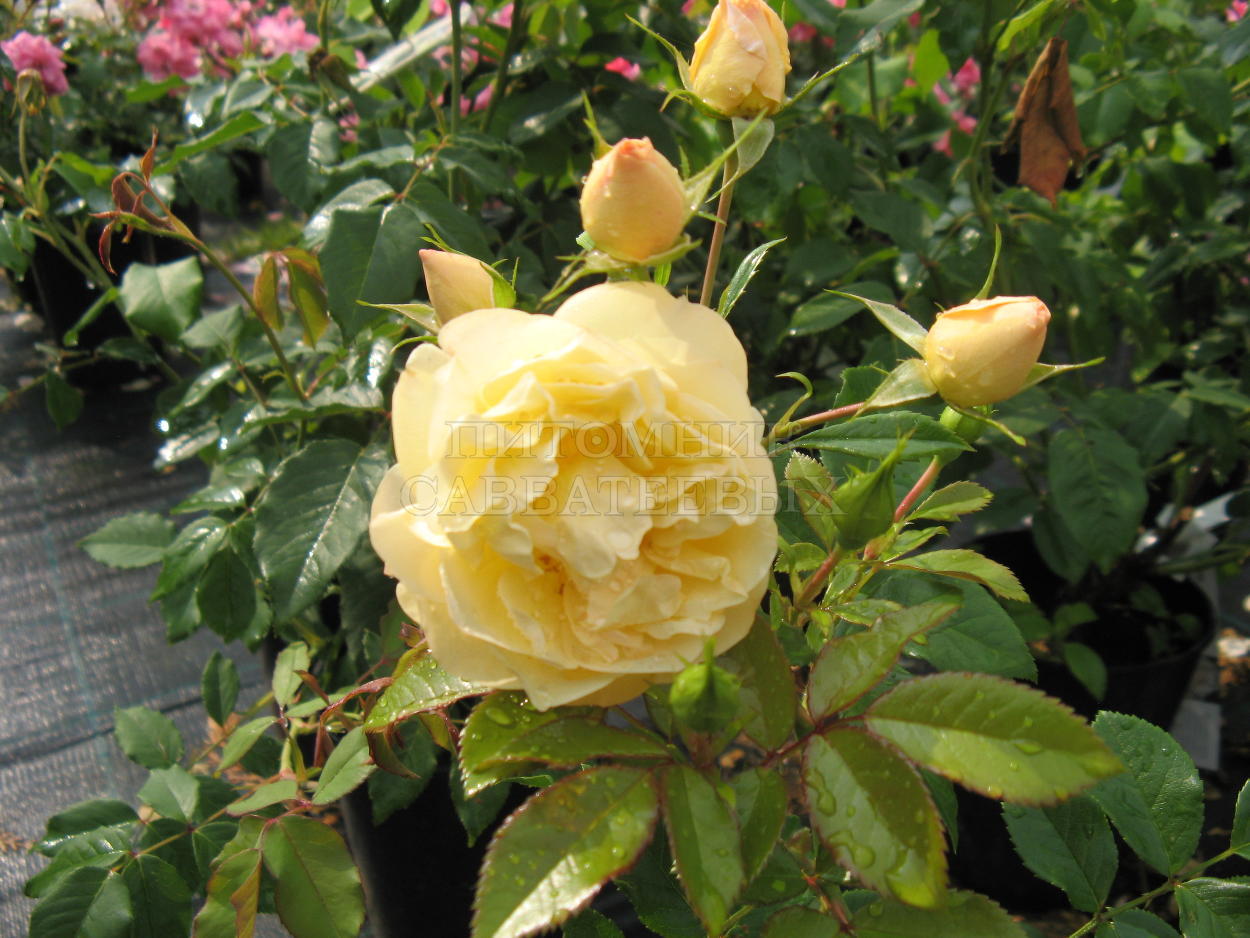 Роза "Сонненсхирм" – фото 1