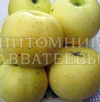 Яблоня \