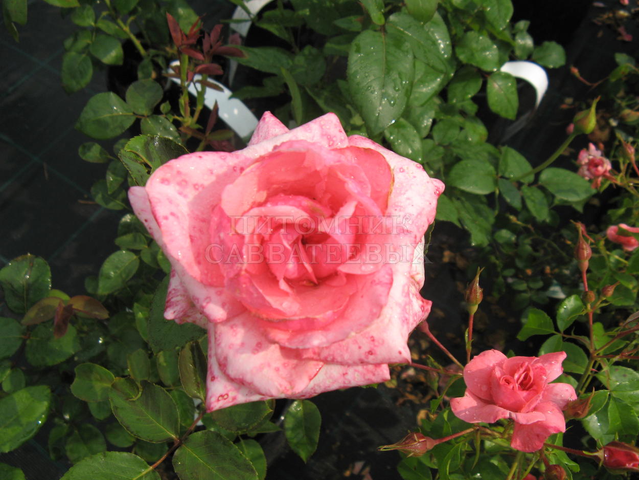 Роза "Карина" – фото 1