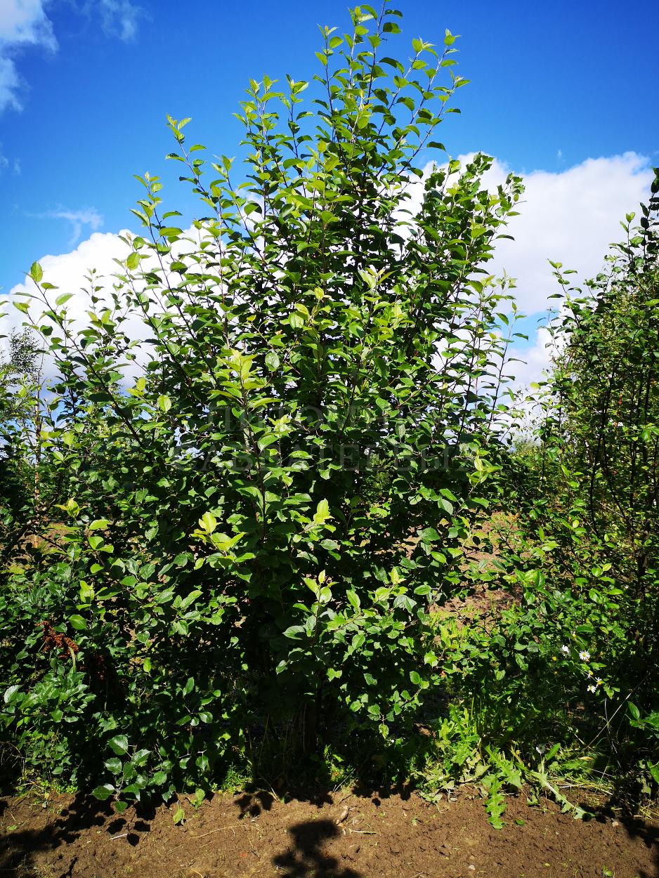 Яблоня лесная (дикая) – фото 5