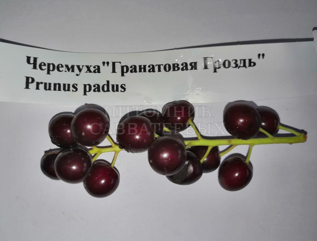 Черемуха "Гранатовая гроздь" – фото 1