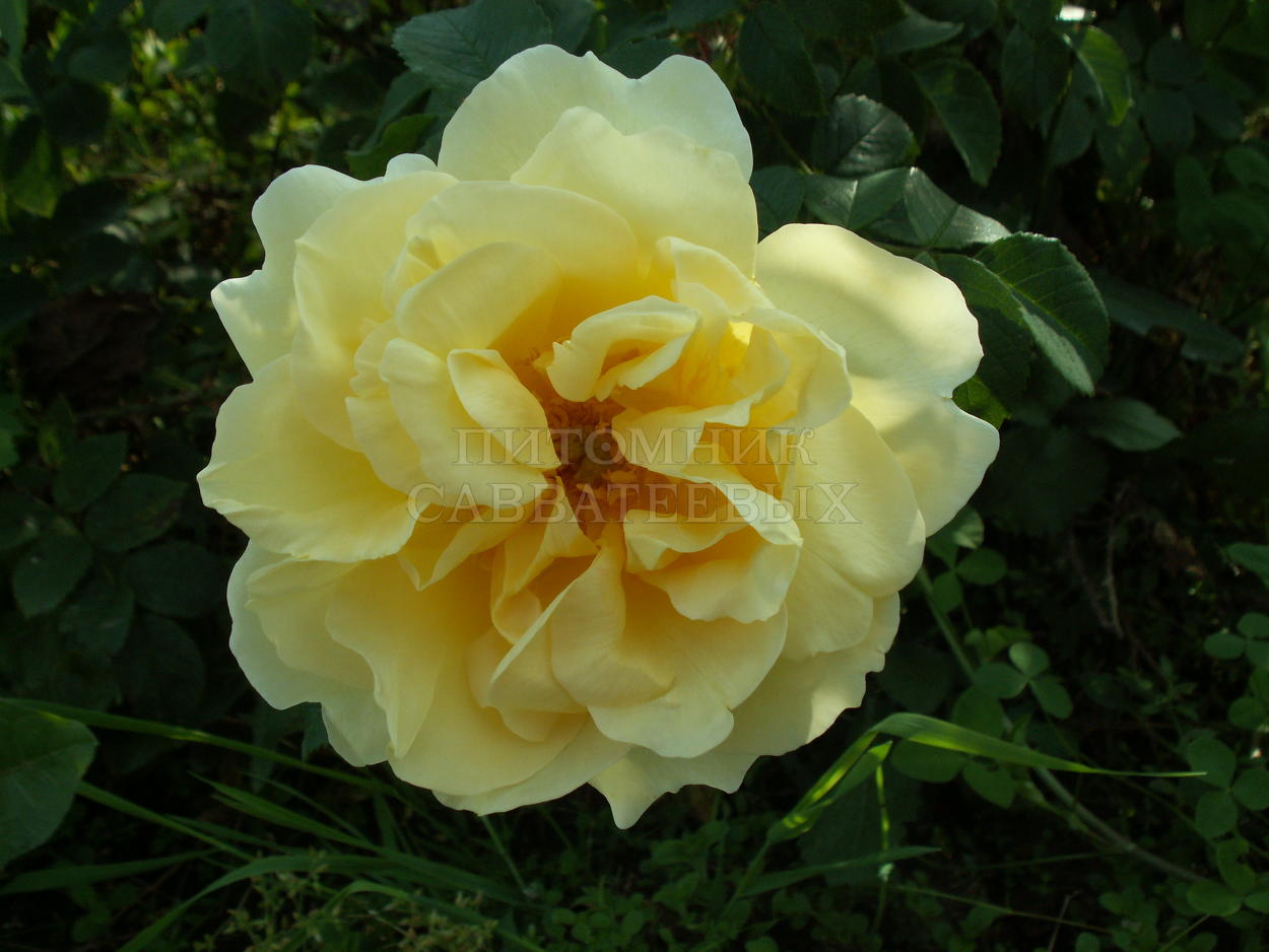 Роза ругоза "Гелбе Дагмар Хаструп" – фото 1