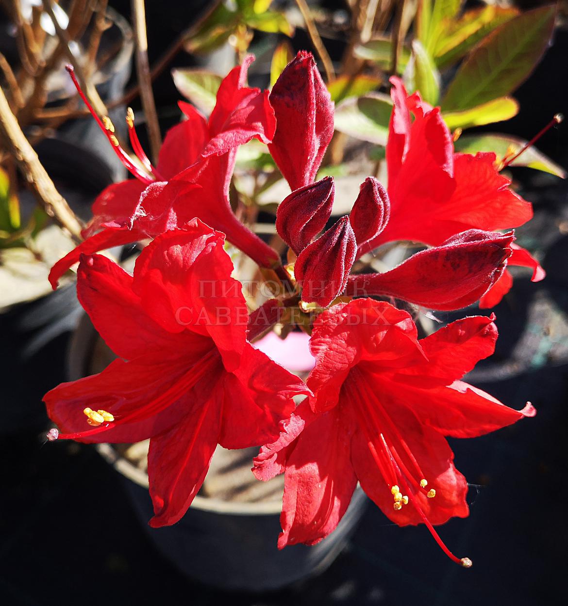 Рододендрон листопадный (Азалия крупноцветковая) "Набукко" – фото 1