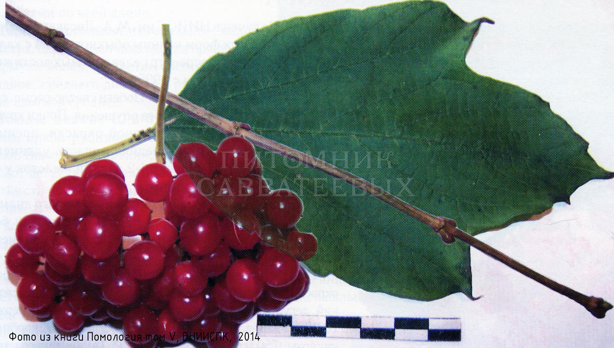 Калина обыкновенная "Красная гроздь" – фото 2