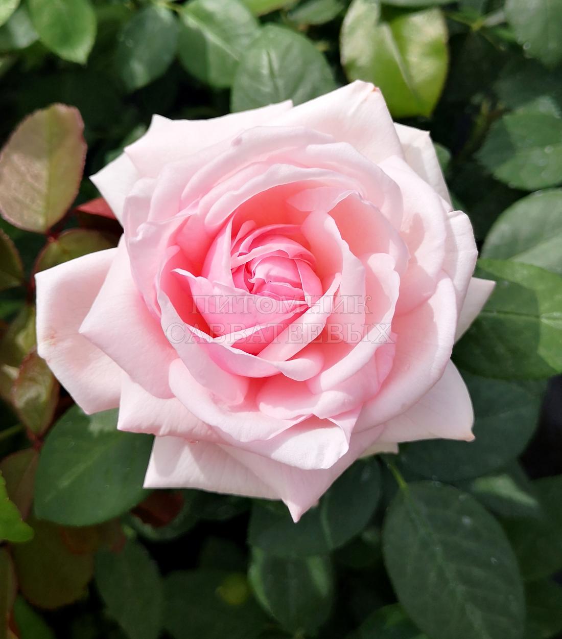 Роза "Пети Трианон" – фото 1