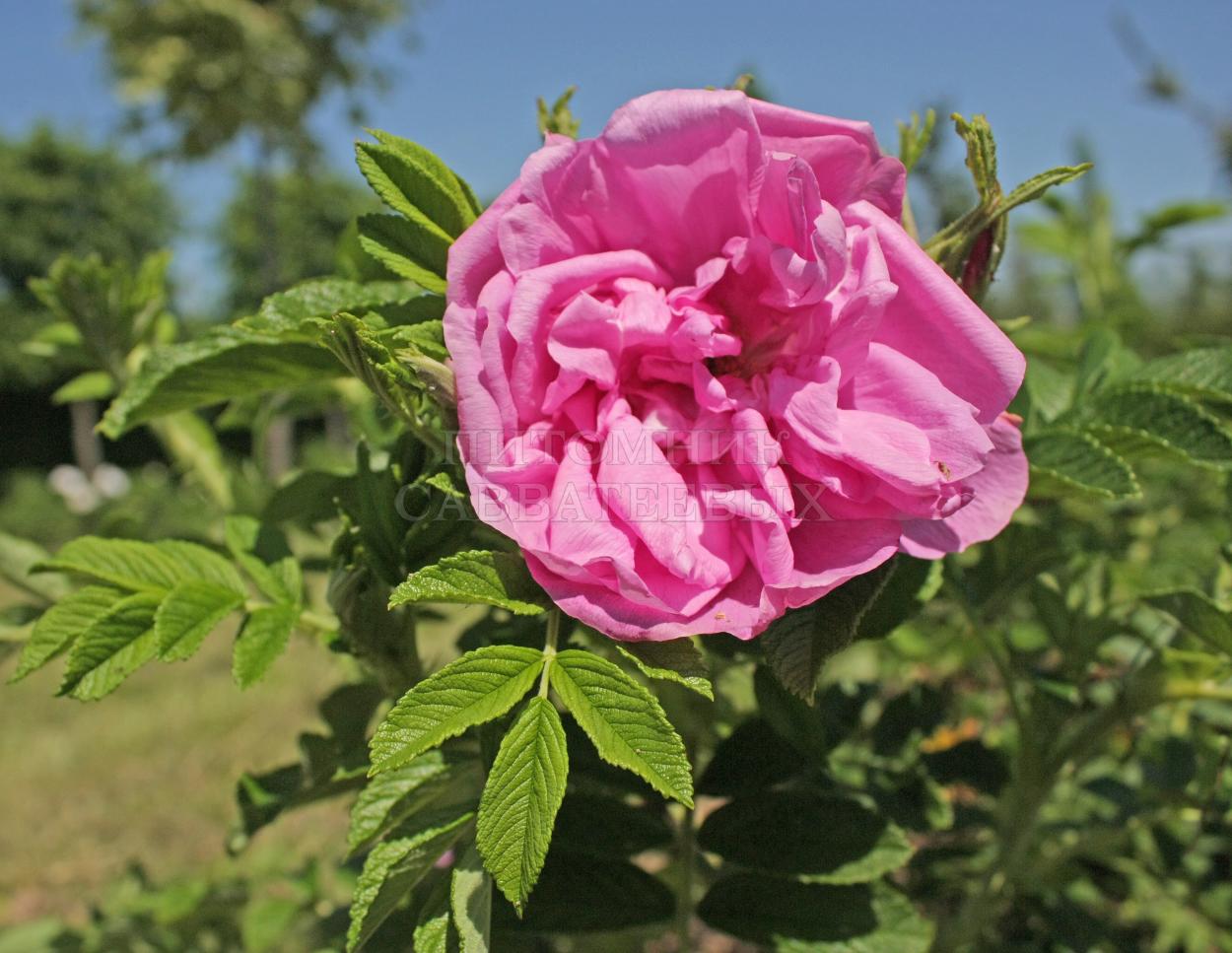 Роза ругоза "Пинк Роудраннер" – фото 6