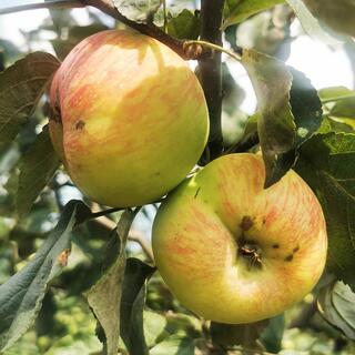 🍏 Саженцы яблони купить в Питомнике растений по выгодной цене оптом ирозницу в Москве, Туле, Белгороде