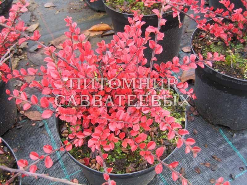 Кизильник горизонтальный - Cotoneaster horizontalis