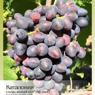 Виноград "Каталония"