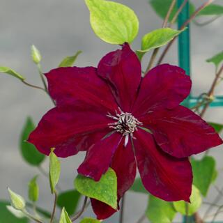 Клематис "Hisako Evipo087 Garland"