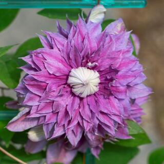 Клематис "Josephine Evijohill Regal"