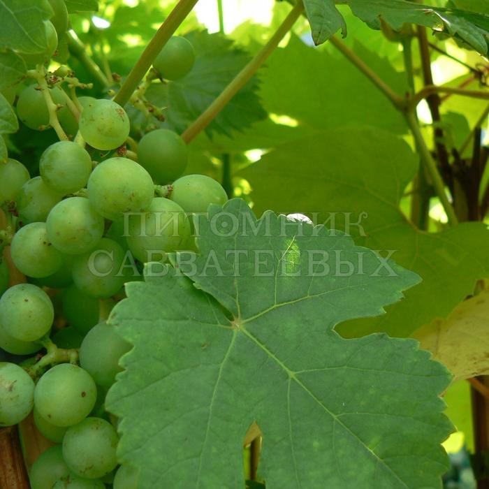 Виноград "Бианка" – фото 1