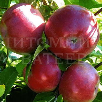 Яблоня "Лобо" – фото 1