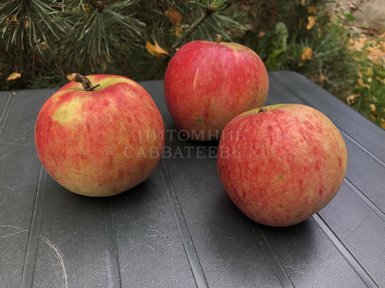 Яблоня "Осеннее полосатое" – фото 1