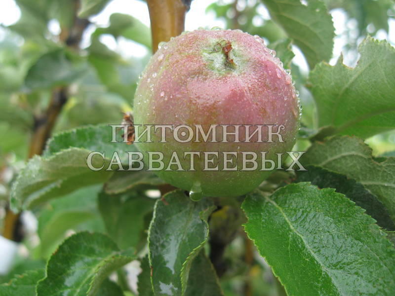 Яблоня "Валюта" – фото 1