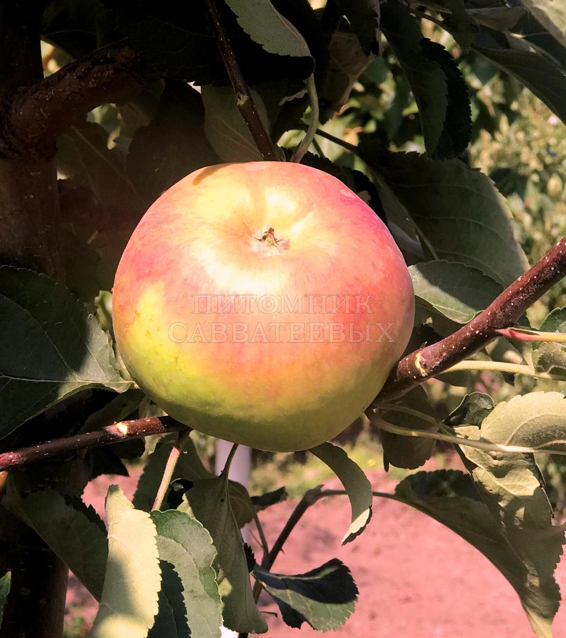 Яблоня плодовая в ассортименте – фото 1