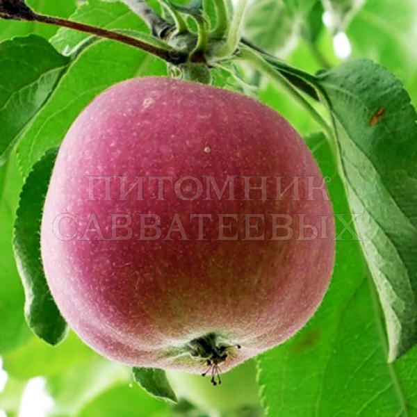Яблоня "Орлик" – фото 1