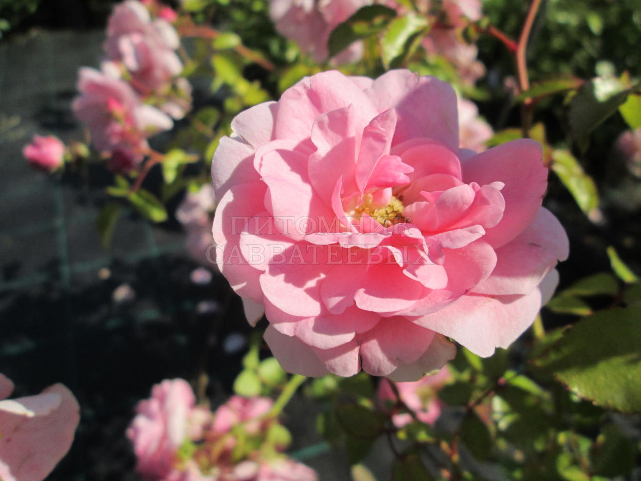 Роза "Боника 82" – фото 1