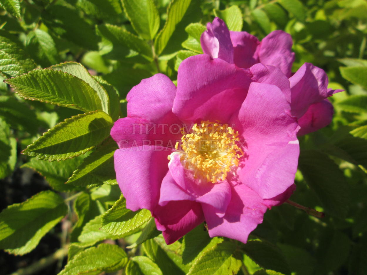Роза ругоза "Рубра" – фото 1