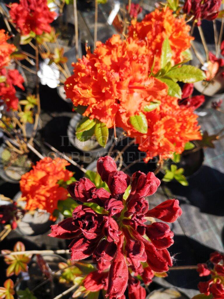 Рододендрон листопадный (Азалия крупноцветковая) "Гибралтар" – фото 3