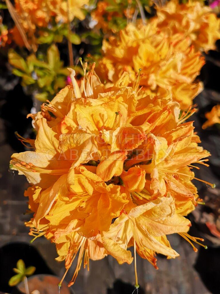 Рододендрон листопадный (Азалия крупноцветковая) "Голден Лайтс" – фото 2