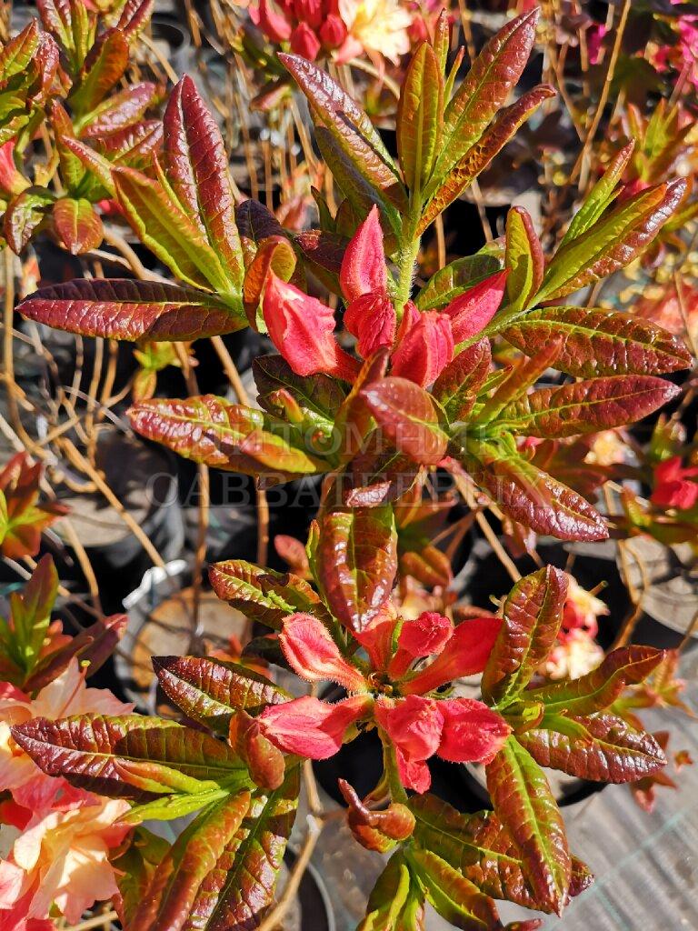 Рододендрон листопадный (Азалия крупноцветковая) "Кеннонс Дабл" – фото 2
