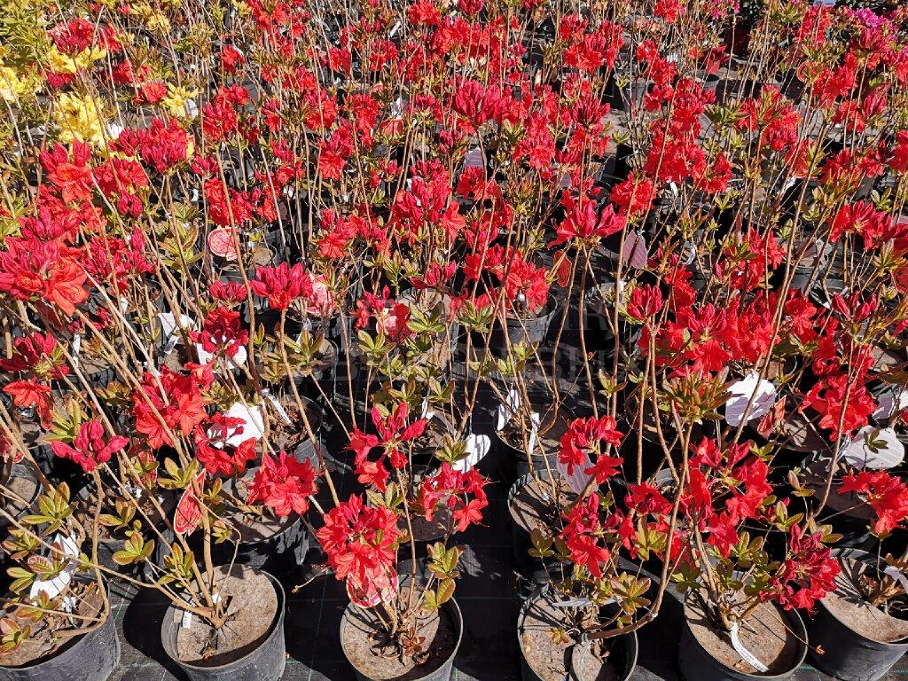 Рододендрон листопадный (Азалия крупноцветковая) "Фейерверк" – фото 3