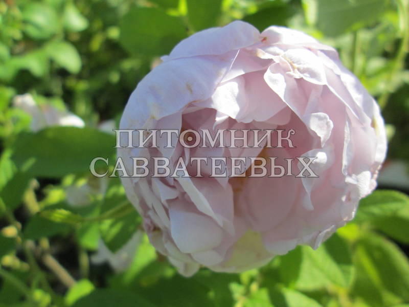 Роза ругоза "Шнеекоппе" – фото 5