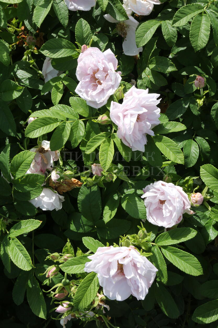 Роза ругоза "Шнеекоппе" – фото 7
