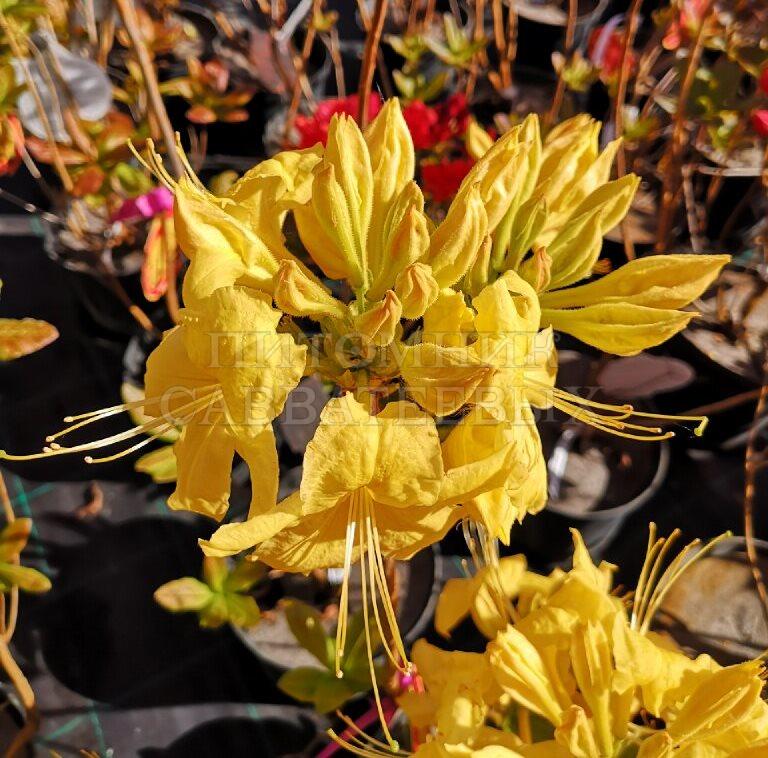 Рододендрон листопадный (Азалия крупноцветковая) "Аннек" – фото 4