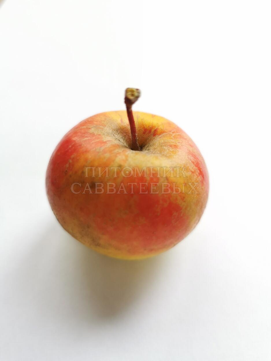 Яблоня лесная (дикая) – фото 5