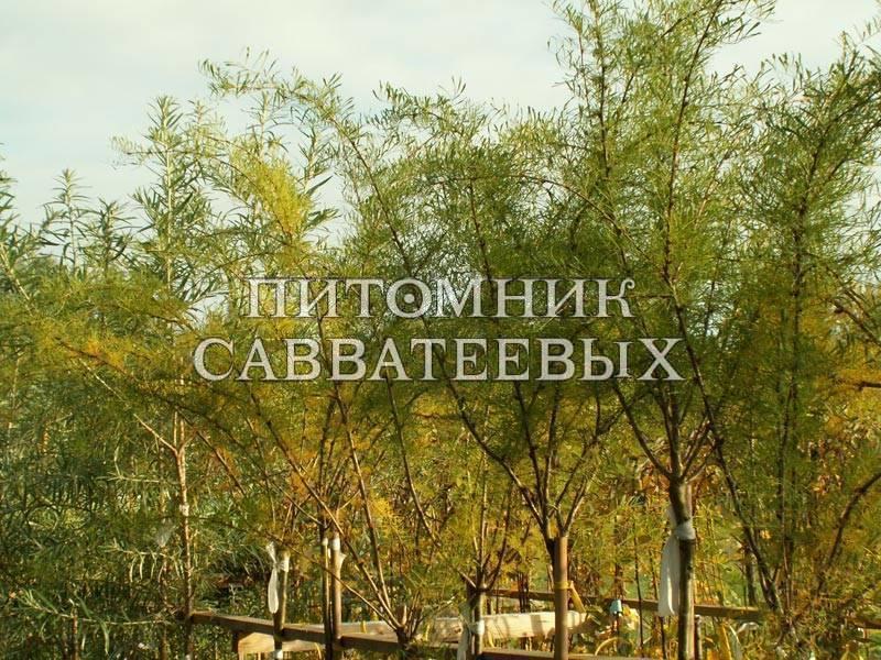 Карагана древовидная "Лорберги" ✓ купить саженцы в питомнике в Москве, Туле, Белгороде