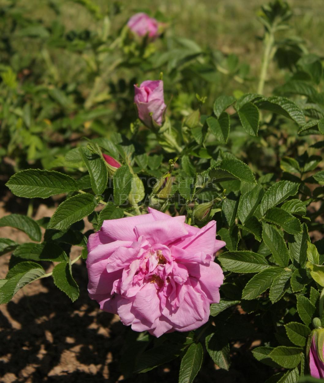 Роза ругоза "Пинк Роудраннер" – фото 2